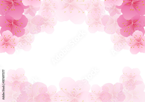Cherry blossom,Sakura pink flowers background.