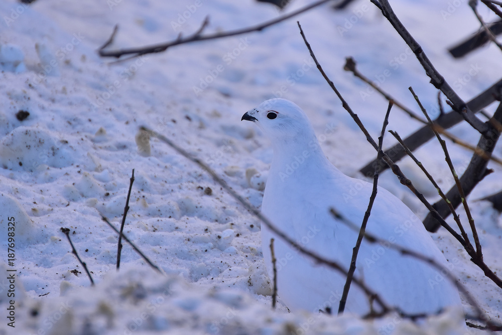 Winter willow ptarmigan Winter willow ptarmigan