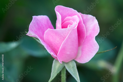 Pink rose in the garden Happy Valentine s Day