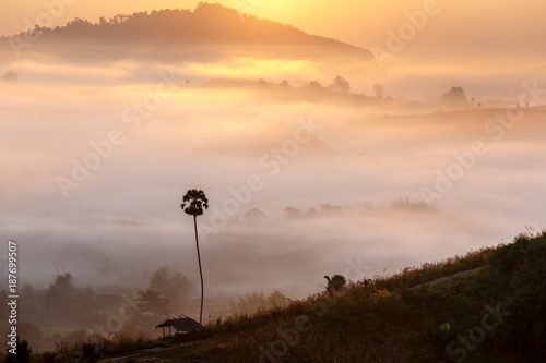 sun beam through the fog over mountain and trees during sunrise with a sugar palm in foreground, Khaokho Petchaboon Thailand