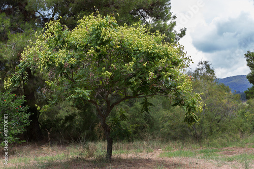 Physalis tree with fruits. Sithonia Peninsula.