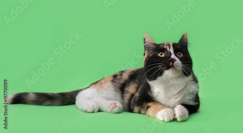 Beautiful three-colored cat on green background