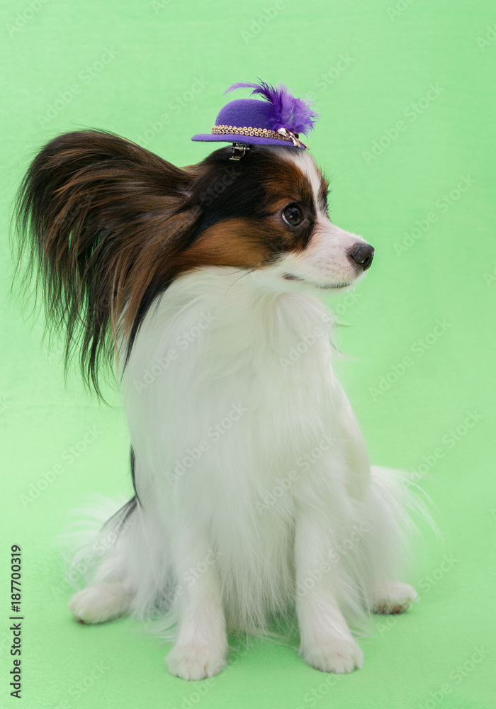 Beautiful young continental spaniel papillon in a hat with feather on a green background Beautiful young continental spaniel papillon in a hat with feather on a green background