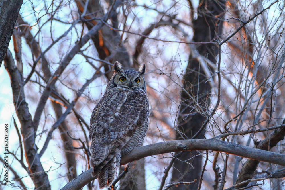 Great Horned Owl