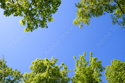 Alley of horse chestnuts against the blue sky. Green trees in the spring. Clear sky