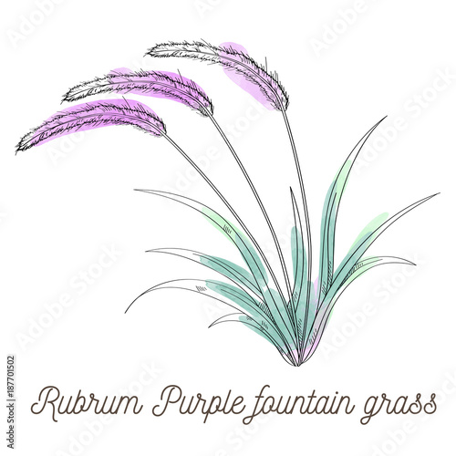 Rubrum purple fountain grass illustration on white background
