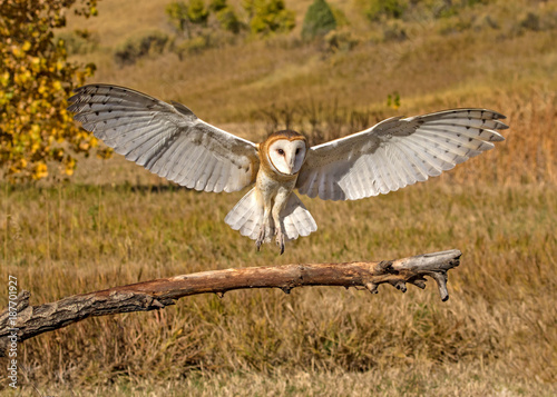 Barn Owl Landing