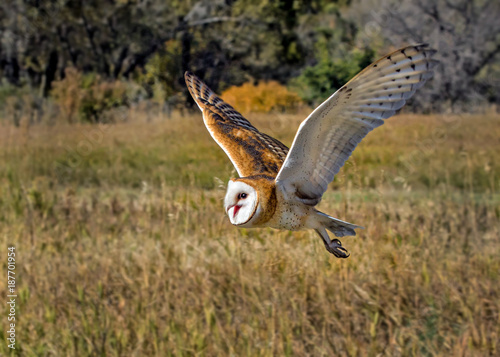 Barn Owl Flight 6