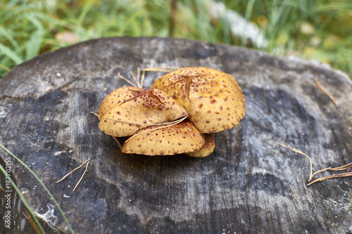 Orange wild mushrooms grow on