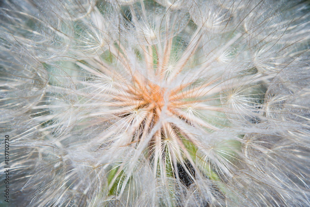 Fototapeta premium dandelion