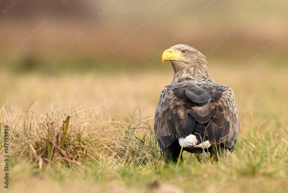 Fototapeta premium White tailed eagle (Haliaeetus albicilla)