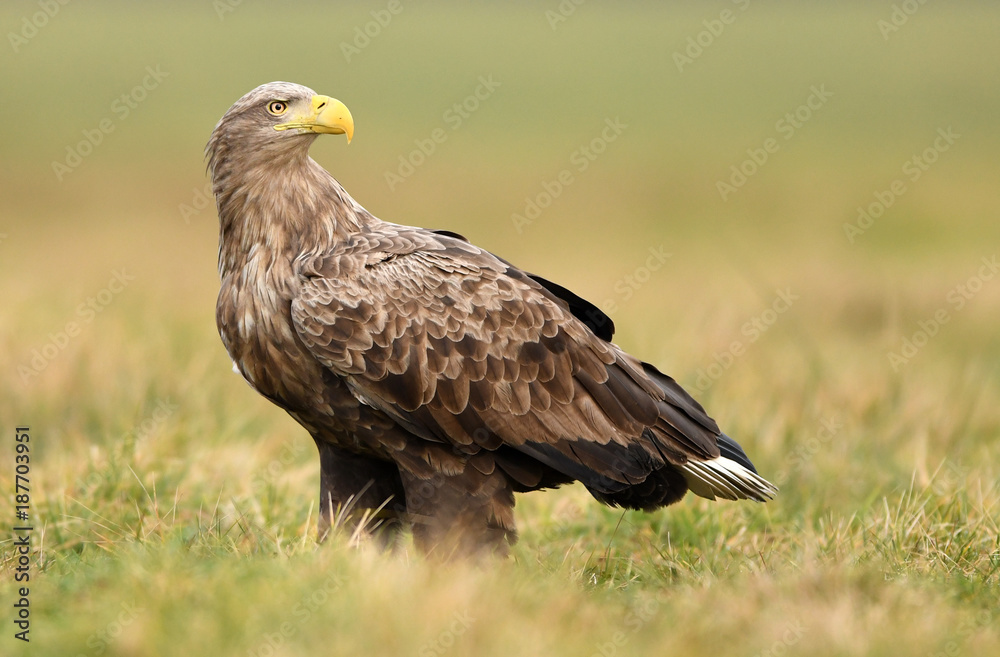 White tailed eagle (Haliaeetus albicilla) White tailed eagle (Haliaeetus albicilla)