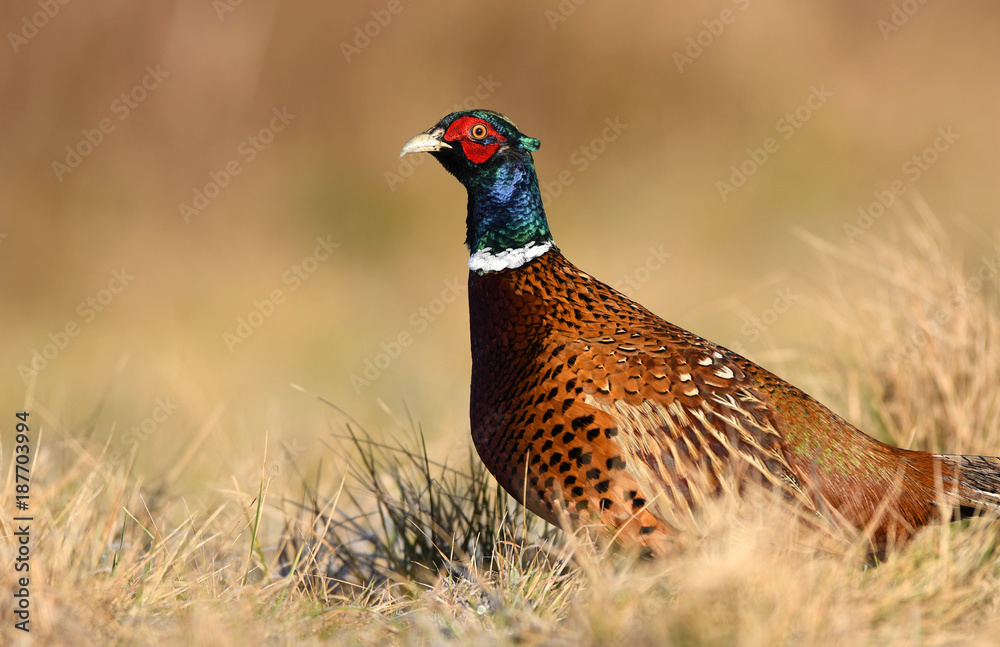 Ringneck Pheasant (Phasianus colchicus)