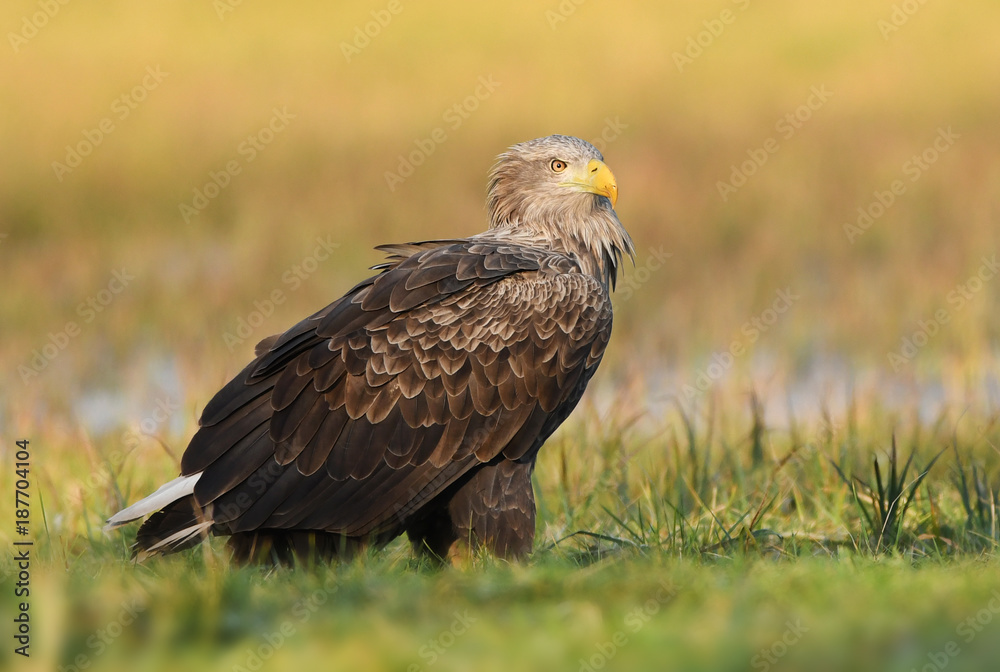 White tailed eagle (Haliaeetus albicilla) White tailed eagle (Haliaeetus albicilla)