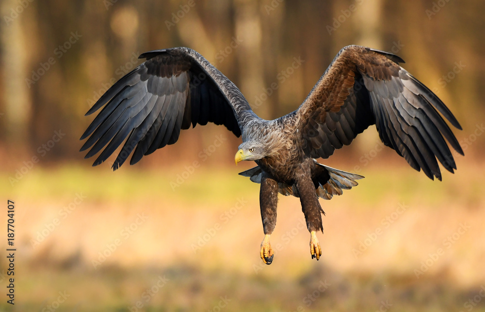 Obraz premium White tailed eagle (Haliaeetus albicilla)