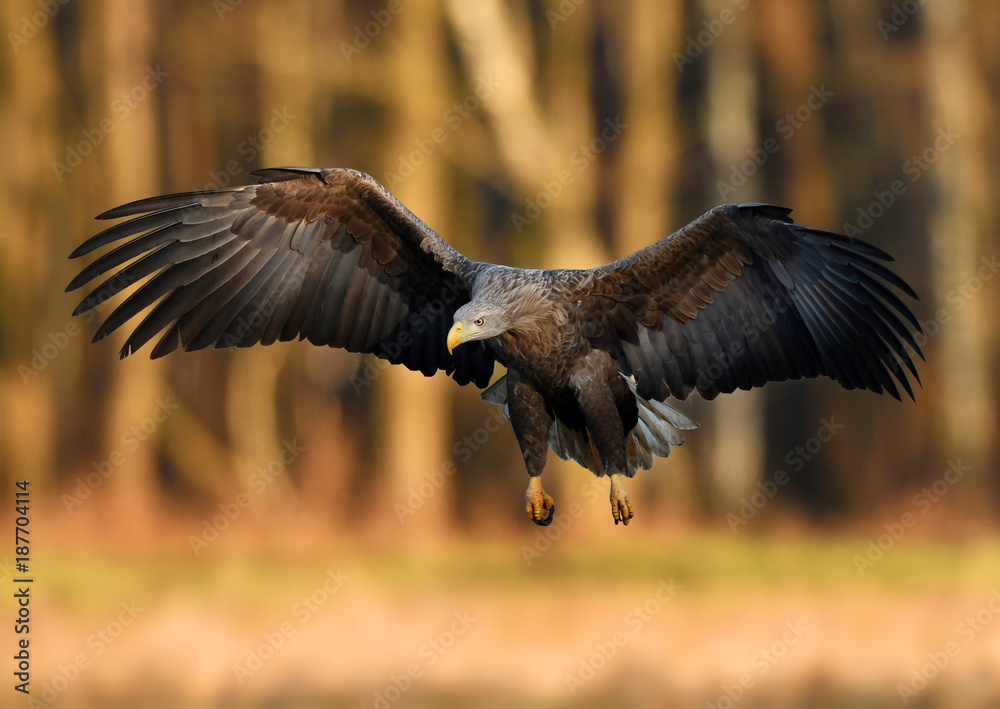 Obraz premium White tailed eagle (Haliaeetus albicilla)