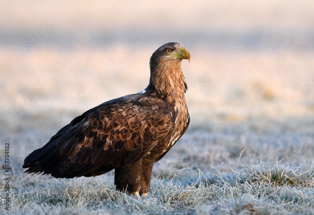 Fototapeta premium White tailed eagle (Haliaeetus albicilla) - adult