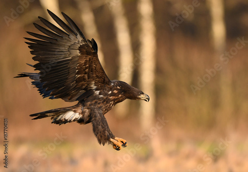 White tailed eagle (Haliaeetus albicilla)