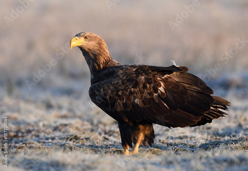 White tailed eagle  Haliaeetus albicilla 