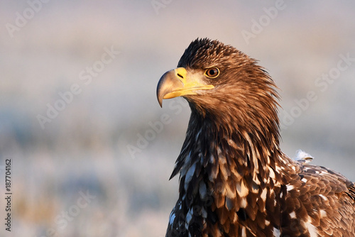 White tailed eagle  Haliaeetus albicilla 