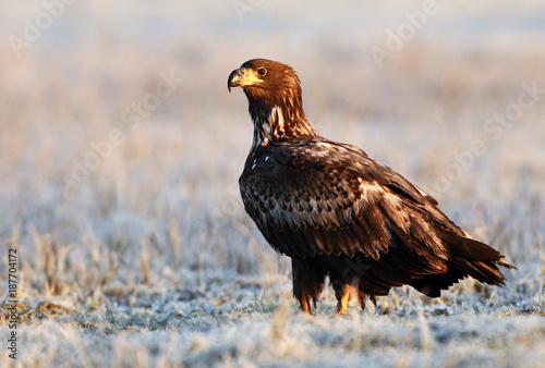 White tailed eagle (Haliaeetus albicilla)