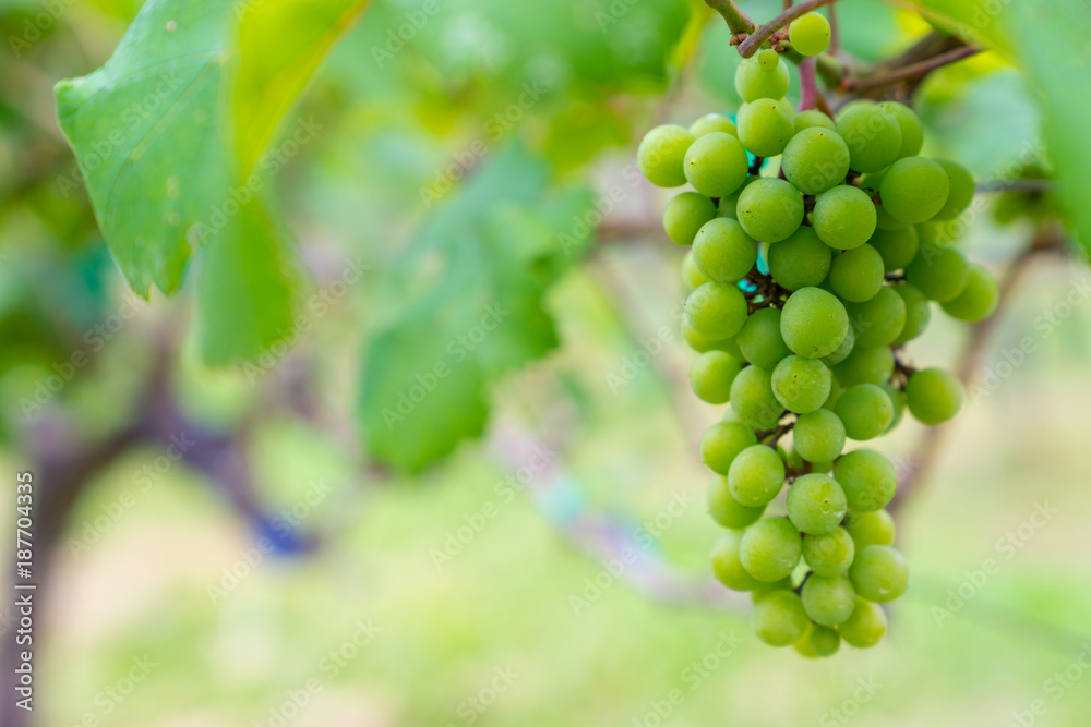 A bunch of green grapes for wine production in Thailand. Fresh grapes that have not yet ripened. Green grapes, waiting to be taken to produce wine.