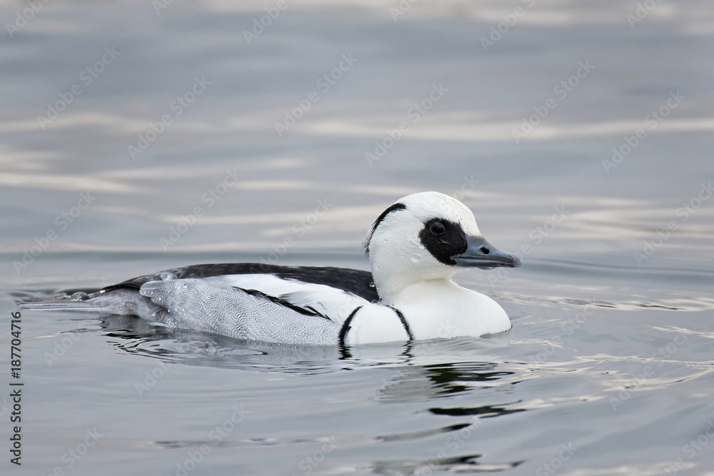 Fototapeta premium Smew (Mergellus albellus)