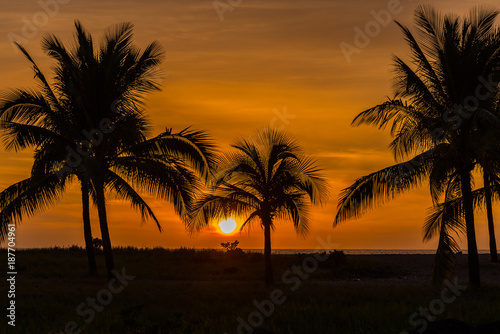 Palm Trees and Sunset