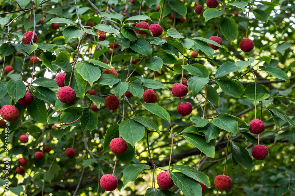 Red fruit berries on Dogwood tree against green leaves