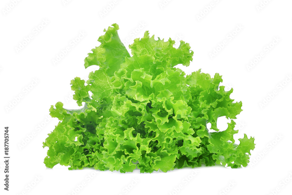 Obraz premium fresh green oak lettuce salad leaves isolated on white background