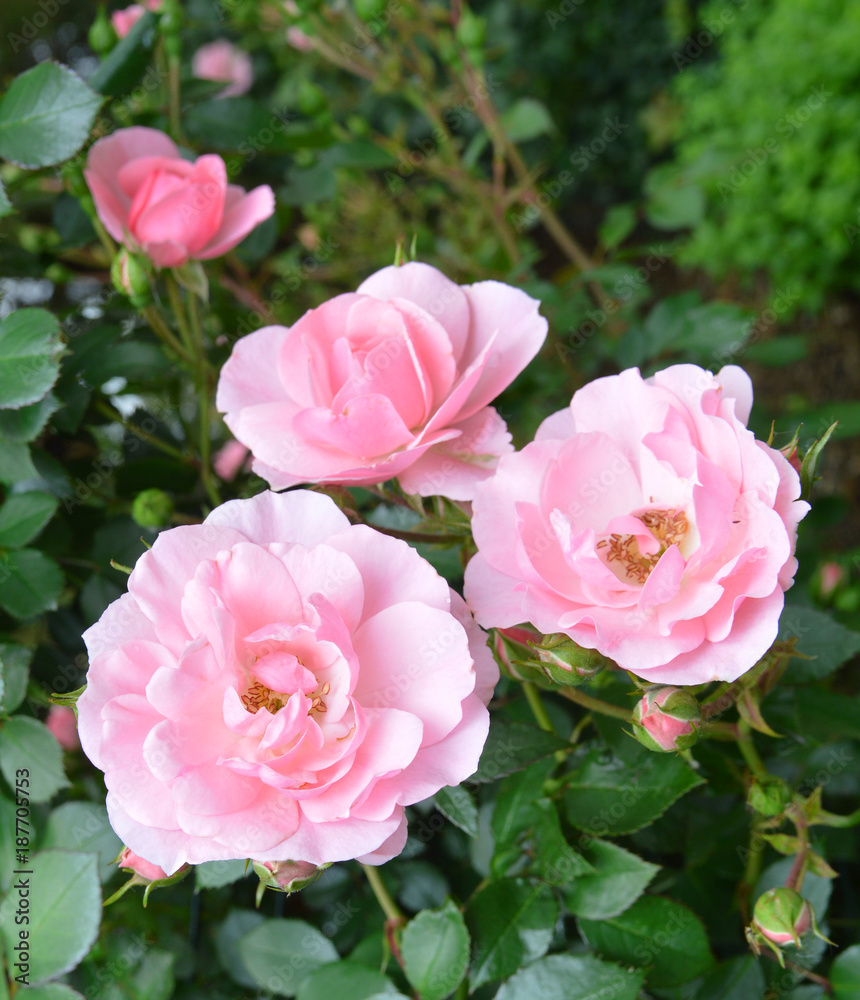 Roses on a bush in a garden.