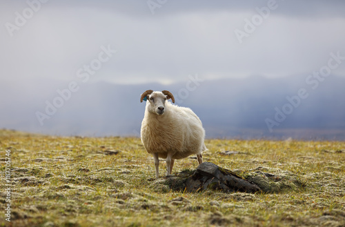 Lonely sheep grazing on high meadows