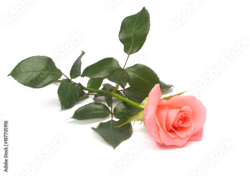 Beautiful pink rose with leaves isolated on white