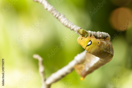 Fototapeta Naklejka Na Ścianę i Meble -  Colored caterpillar or Brown worm eating leaf in garden.