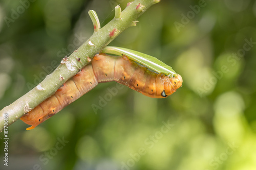Colored caterpillar or Brown worm eating leaf in garden.