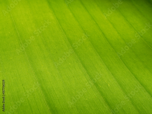 Fresh banana green leaf texture background with backlight