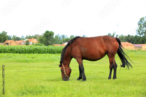 The horse in the grasslands © zhengzaishanchu