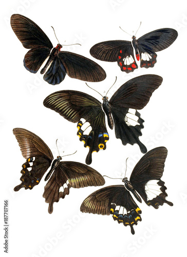 Illustration of insects.
