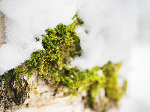 Winter natural background with green moss under the snow.