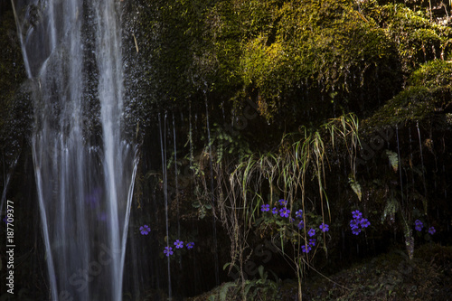 Waterfall with beautiful flowers and green grass.
