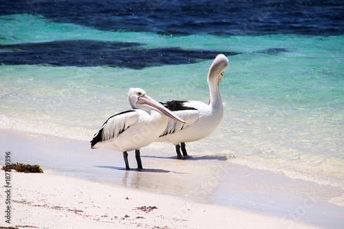 Pelicans on Rottnest Island