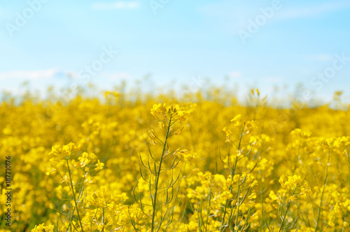 Bright yellow canola field under blue sky summer day © Mikhailov Studio