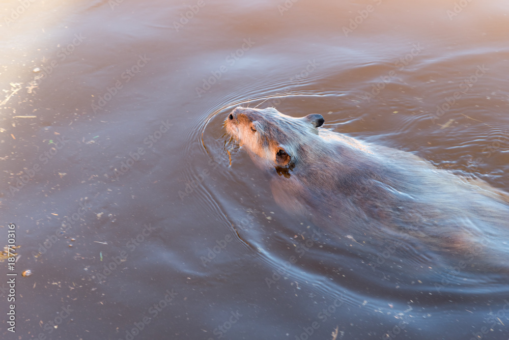 Obraz premium An Otter swimming in its natural setting