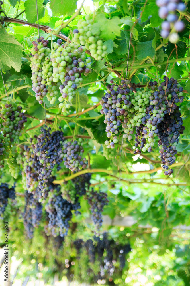 Bunch of grapes at vineyard in Merano, South Tyrol Bunch of grapes at vineyard in Merano, South Tyrol