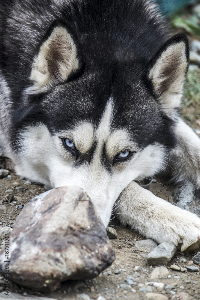 Obraz premium Close-up head of peeking Siberian