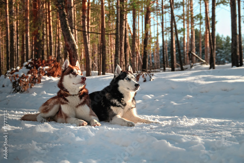 Fototapeta Naklejka Na Ścianę i Meble -  Huskys lying on snow in