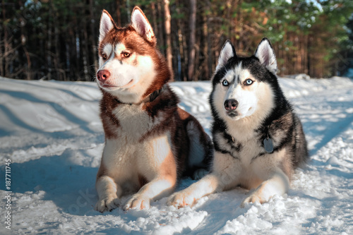 Husky dogs lie on white