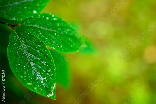wet spring leaves over defocused background - natural concept