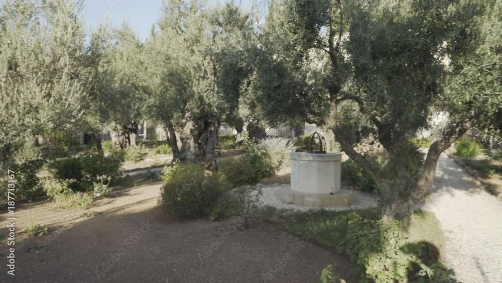 panning shot of the garden of gethsemane in jerusalem, israel panning shot of the garden of gethsemane in jerusalem, israel