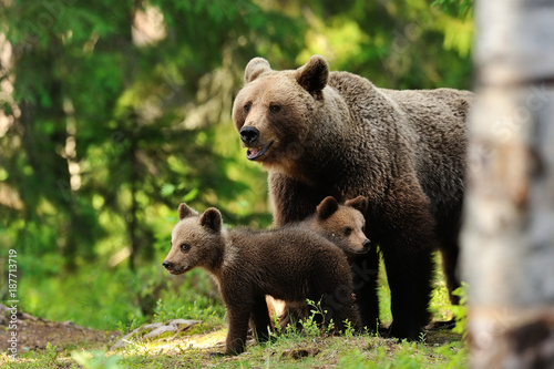 Brown bear with cubs. Bear family. Mother bear with cubs. Bear cubs with mother.